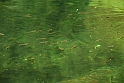 Moncenisio - Lago Foppa_33